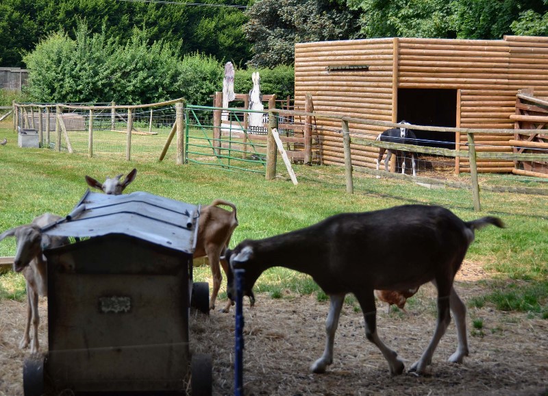 Hoo Farm Animal Kingdom Shropshire Tourism & Leisure Guide