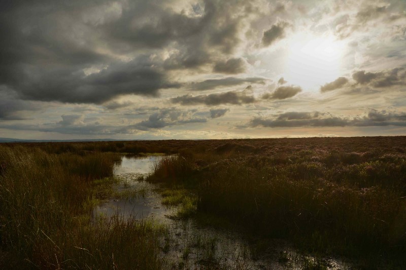 v337-5-DSC_5880 v337-5-DSC_5880