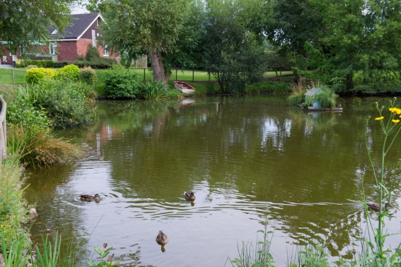 Ducks-in-pond-3-1024x681 Ducks-in-pond-3-1024x681