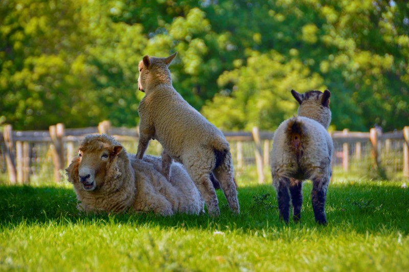 Home Farm Attingham Shropshire Tourism & Leisure Guide
