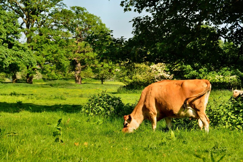 Home Farm Attingham Shropshire Tourism & Leisure Guide