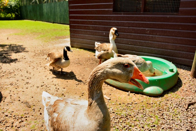 Hoo Farm Animal Kingdom Shropshire Tourism & Leisure Guide