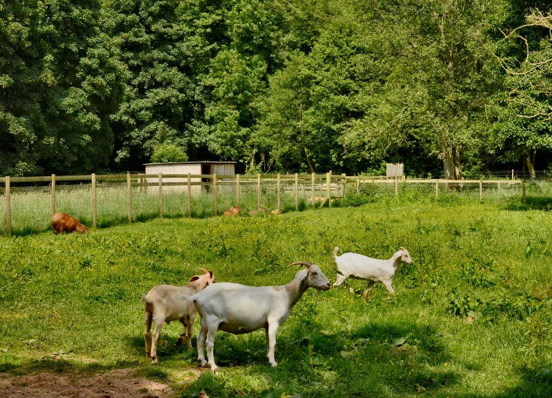 Hoo Farm Animal Kingdom Shropshire Tourism & Leisure Guide