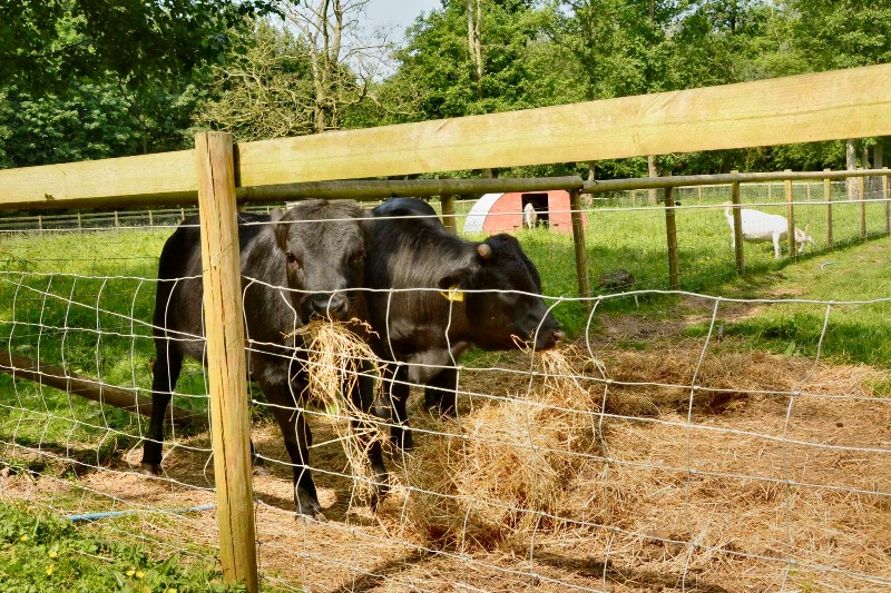 Hoo Farm Animal Kingdom Shropshire Tourism & Leisure Guide