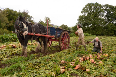 Acton Scott Historic Working Farm Acton Scott Historic Working Farm