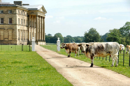Attingham Partk Attingham Partk