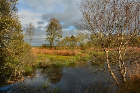 Fenn’s Whixall & Bettisfiled Mosses NNR Fenn’s Whixall & Bettisfiled Mosses NNR
